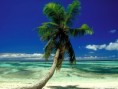 /album/photo-gallery-nature/lone-palm-seychelles-jpg/